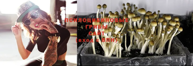 где купить наркоту  kraken сайт  Псилоцибиновые грибы Psilocybe  Алексеевка 